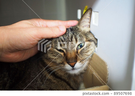 A cat that can stroke its head 89507698