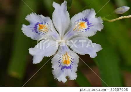 滋賀花特寫鏡頭 89507908