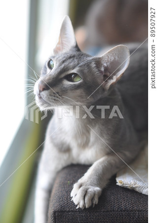 Oriental shorthair cat sits on the window 89507927