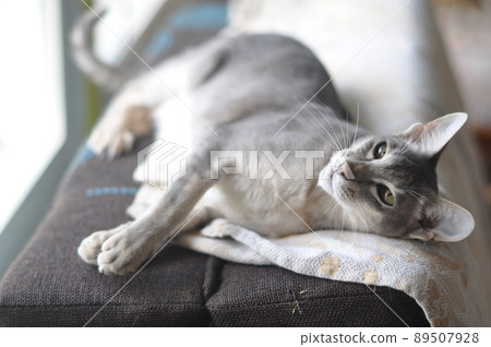 Oriental shorthair cat sits on the window 89507928