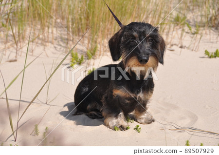 Wire haired dachshund dog sitting on sand 89507929