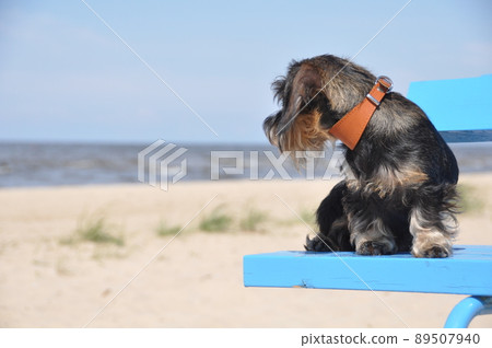 Dachshund dog sitting on bench on sea background Dachshund dog sitting on bench on sea background 89507940
