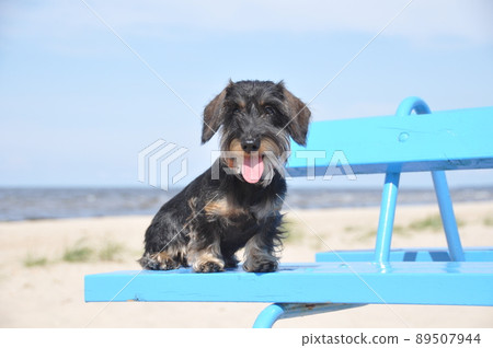 Dachshund dog sitting on bench on sea background Dachshund dog sitting on bench on sea background 89507944