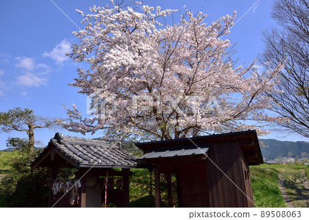 飛鳥村的霧石和小櫻 89508063