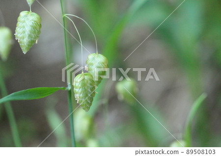 Up of three oval grasses with a dark green line-shaped pattern hanging from a thin stem. To the left 89508103
