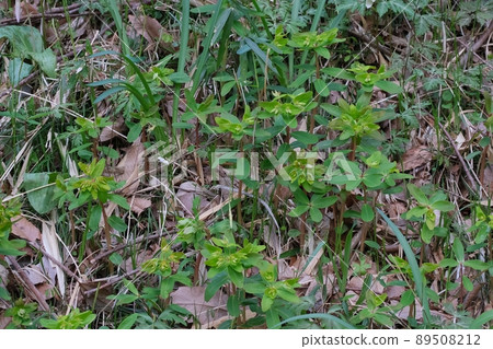 Nattodai that blooms in spring at the forest edge 89508212