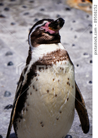 Cute penguins close-up 89508252