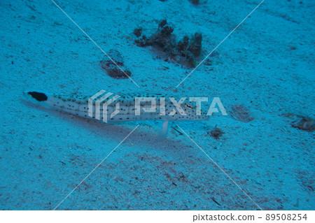 Ogrotragis Okinawa sea underwater photograph Ogrotragis Okinawa sea underwater photograph 89508254
