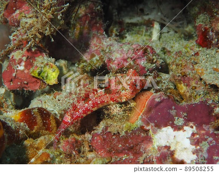 Miyake Tegri Okinawa Sea Underwater Photo Miyake Tegri Okinawa Sea Underwater Photo 89508255