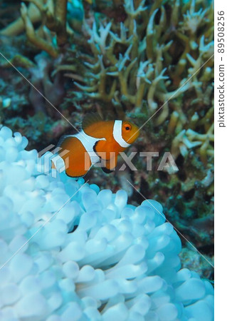 Clownfish underwater photograph of the sea of Okinawa Clownfish underwater photograph of the sea of Okinawa 89508256
