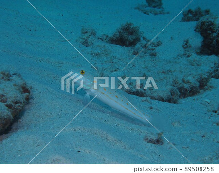 Otomehaze Okinawa sea underwater photograph Otomehaze Okinawa sea underwater photograph 89508258
