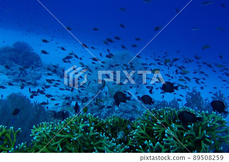 A flock of damselfish, underwater photograph of the sea in Okinawa A flock of damselfish, underwater photograph of the sea in Okinawa 89508259