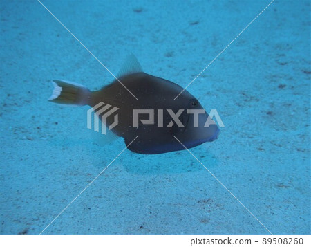 Reticulated python underwater photograph of the sea of Okinawa Reticulated python underwater photograph of the sea of Okinawa 89508260