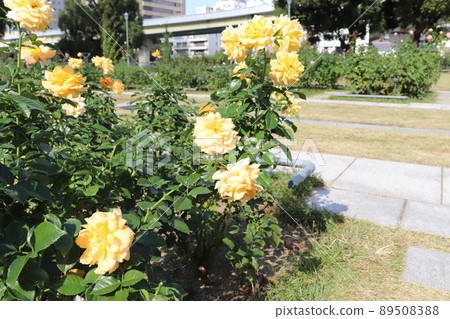 Rose of Nakanoshima Park Rose of Nakanoshima Park 89508388