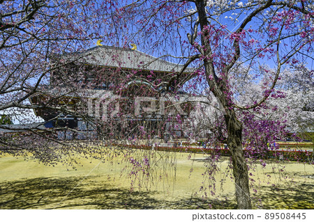 Overlooking the Great Buddha Hall over the cherry blossoms at Todaiji Temple 89508445
