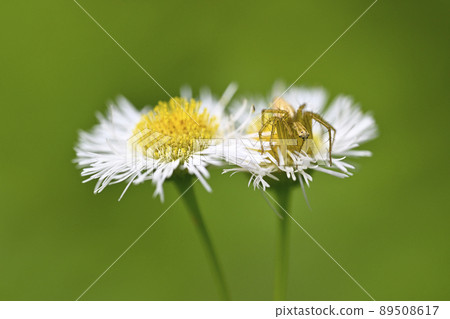 Spider (Sasagumo) 89508617