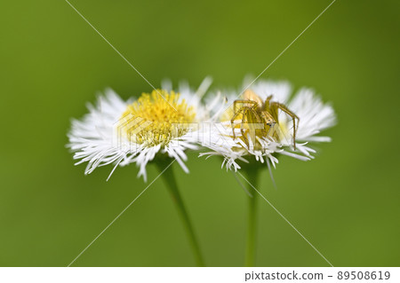 蜘蛛（笹雲） 89508619