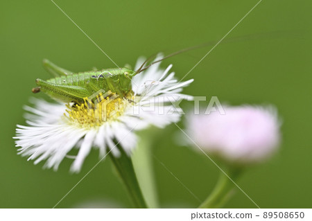 Yabukiri (larva) Yabukiri (larva) 89508650