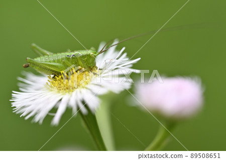 Yabukiri (larva) Yabukiri (larva) 89508651