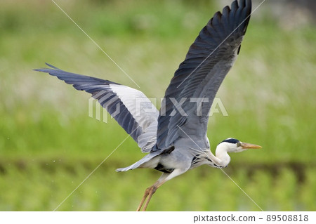 Gray heron heron / Japan 89508818