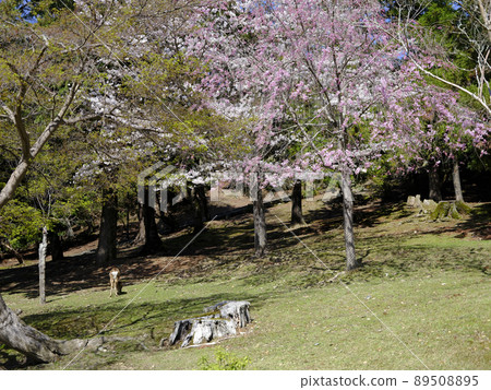 Deer in Nara Park 89508895