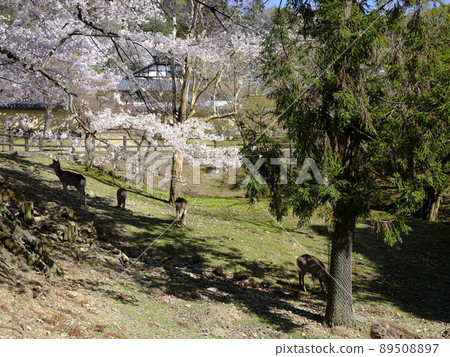 Deer in Nara Park 89508897