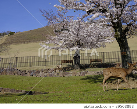 Deer in Nara Park Deer in Nara Park 89508898
