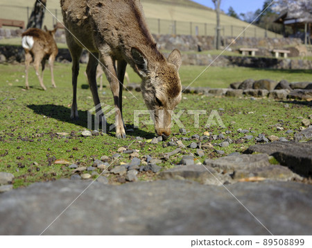 Deer in Nara Park Deer in Nara Park 89508899