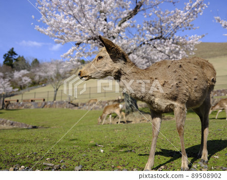 Deer in Nara Park 89508902