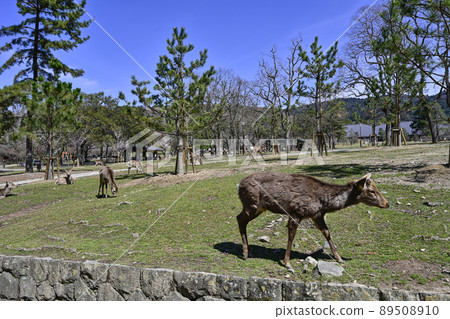 Deer in Nara Park 89508910