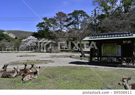 Deer in Nara Park 89508911