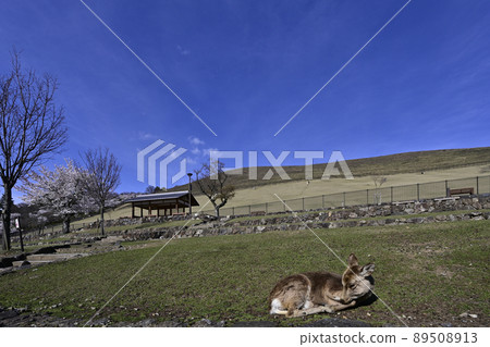 Deer in Nara Park 89508913