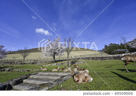 Nara Park Mt. Wakakusa deer 89509008