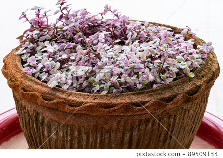 High angle view of Callisia repens 'Pink Lady' in a clay pot on red plastic tray. High angle view of Callisia repens 'Pink Lady' in a clay pot on red plastic tray. 89509133