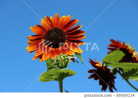 Sunflower flowers that make summer gorgeous Sunflower flowers that make summer gorgeous 89509134