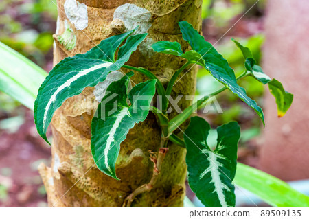 Natural Syngonium wendlandii climbing on a tree. 89509135