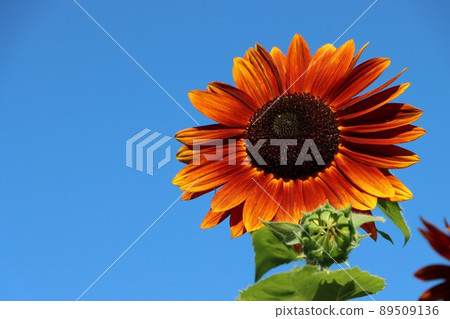Sunflower is a typical plant that colors summer 89509136
