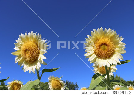 彷彿在藍天中綻放的白色向日葵花 89509160