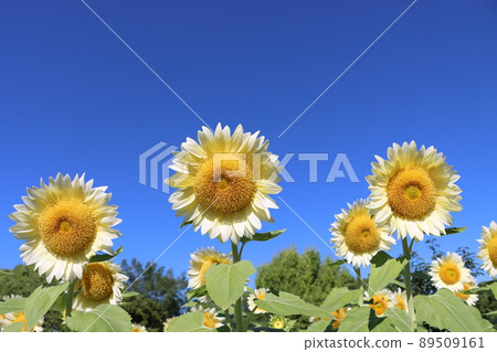 在白色向日葵盛開的向日葵領域 89509161