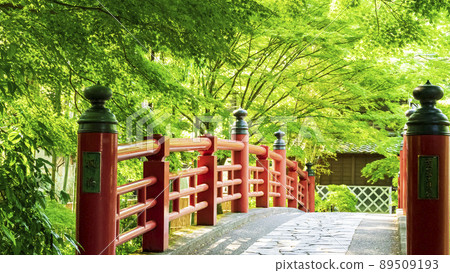 修善寺的新綠 修善寺的新綠 89509193