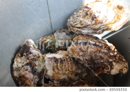 Oysters and buckets Oysters and buckets 89509350