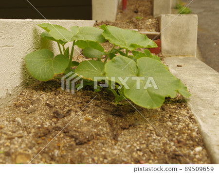 佛度花、正陵谷、小巷、蔬菜、花園 89509659
