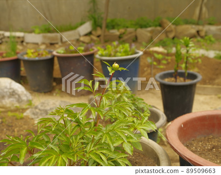 In the alleyway, vegetable garden, and garden of the Buddha. 89509663