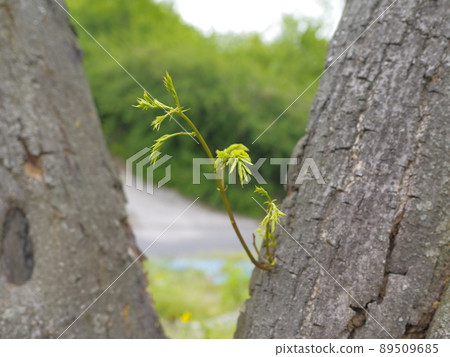 In the alleyway, vegetable garden, and garden of the Buddha. 89509685