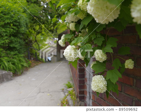 In the alleyway, vegetable garden, and garden of the Buddha. In the alleyway, vegetable garden, and garden of the Buddha. 89509692