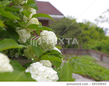 佛度花、正陵谷、小巷、蔬菜、花園 佛度花、正陵谷、小巷、蔬菜、花園 89509693