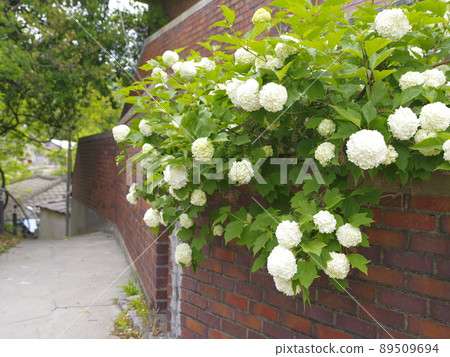 In the alleyway, vegetable garden, and garden of the Buddha. 89509694