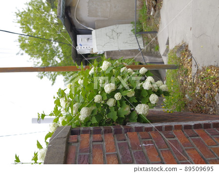 In the alleyway, vegetable garden, and garden of the Buddha. 89509695