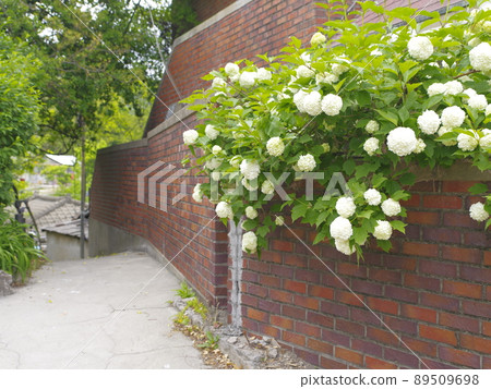 In the alleyway, vegetable garden, and garden of the Buddha. 89509698