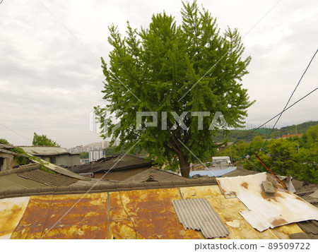 In the alleyway, vegetable garden, and garden of the Buddha. 89509722